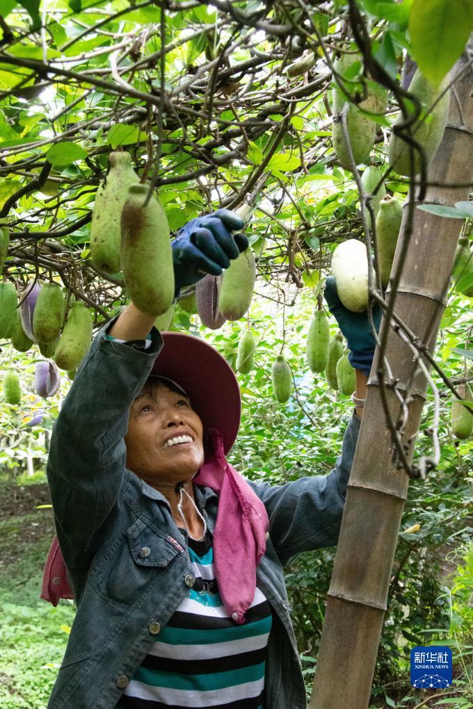 白菜注册验证手机号领
